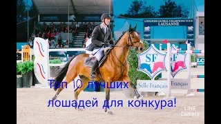 Топ 10 лучших пород лошадей для конкура.