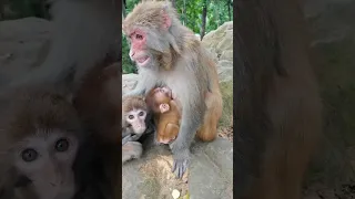 Mother monkey warns me not to approach baby monkey