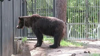 Бурая медведица Валя часто смотрит на медвежонка Тюбика 03.07.2023