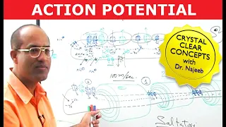 Action Potential in Neurons | Neurology | Dr Najeeb