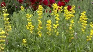 The Native Splendor Garden