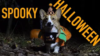 HALLOWEEN ADVENTURE - Topi the Corgi