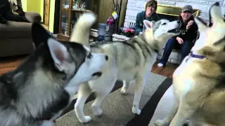 4 HUSKIES HOWLING TOGETHER!