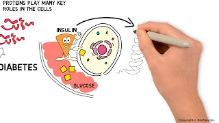 How ER stress and ERAD affect the progression of your Diabetes ?