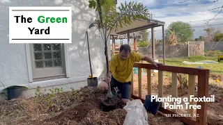 Planting a Foxtail Palm Tree in Phoenix, AZ