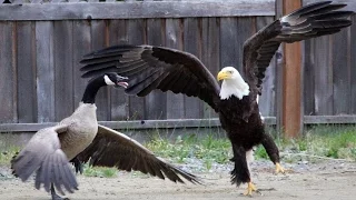 Eagle attacks: Dutch police train eagles to take down drones; Eagle hunting goose - Compilation