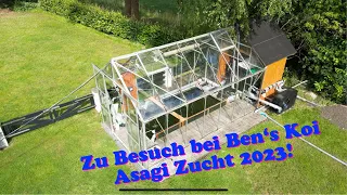 Ben’s Koi 2023. Wie ist die Saison verlaufen? Höhen und Tiefen in der Koi Zucht!