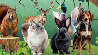 The Most Beautiful Animals Of Asia: Squirrel, Cat, Deer, Rabbit, Duck, Dog