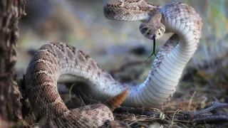 Western Diamondback wakes up suddenly.