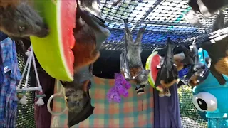 Flying-fox Watermelon feast