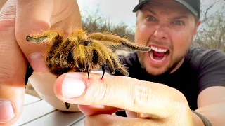 Surviving a Tarantula Bite: A Desert Survival Guide