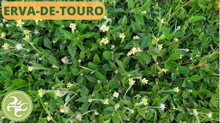 ERVA DE TOURO: A ERVA DANINHA QUE É UM TESOURO