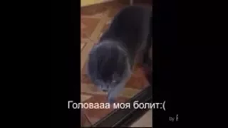 Кот говорит ГОЛОВА БОЛИТ:(