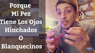 🔵 Porque Mi Pez Tiene Los Ojos Hinchados Y Blanquecinos,Exoftalmía En Peces (Acuarios MB)