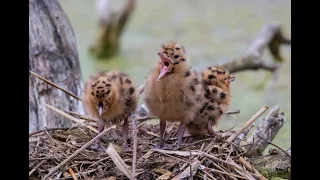 Размножение речных (озёрных) чаек.