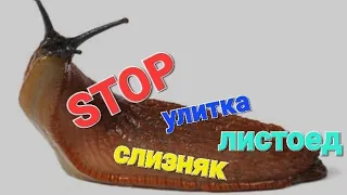 Как за минуту избавиться от слизней и улиток!!!