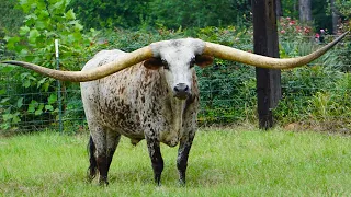 15 Biggest Horns In The Animal Kingdom