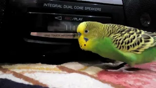 Попугай Гришаня поёт под музыку
