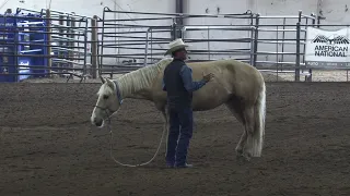 Helping a horse with separation anxiety