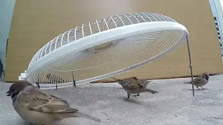 تەڵەی باڵندە بەسەبەتە bird trap