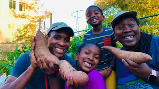 HUGE SWEET POTATO HARVEST //Garden Vlog