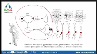 10 вопросов о боли в спине. Проф. Васильева о кинезиологии