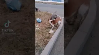 Baboon vs a dog