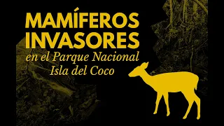 MAMIFEROS INVASORES EN EL PARQUE NACIONAL ISLA DEL COCO - Documental EB-UCR, 2021