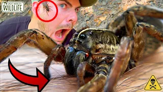 GIANT WOLF SPIDER BITE! What HAPPENS???