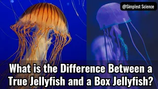 What is the Difference Between a True Jellyfish and a Box Jellyfish?