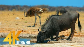 4K African Antelopes - Wild Animals Of Africa in 10 bit color - Part #2