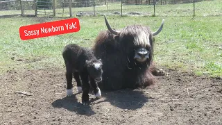 A Baby Yak's First Day