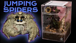How to Set Up Bioactive Jumping Spider Enclosure | Hyllus diardi | Treehouse Switch Enclosure
