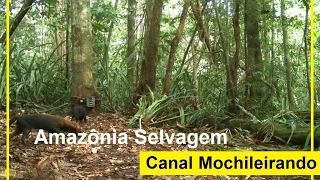 Amazônia Selvagem - Nat Geo - Documentário