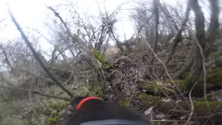 Gopro with dog harness on a pheasant hunt.