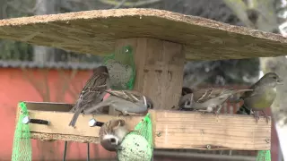 Téli Madáretető - Winter Bird Feeder - 4K UHD Panasonic HC-VX870    #2