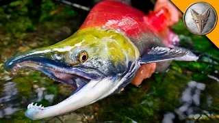 MONSTER Sockeye Catch!