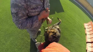 Air force Security Forces K9 training