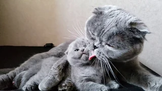 Шотландские вислоухие. Кошка Мама ухаживает за Котенком /Scottish Fold Cat mom and kitten