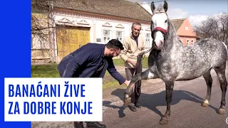 Gde se to GAJe graciozni i dresirani KONJI - LIPICANERI | PUTOVANJE BEZ GRANICA S02EP06