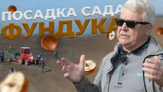 Создание самого технологичного сада фундука в Молдове // Подготовка, посадка, полив // Часть 2