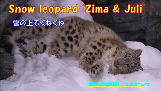 雪の上でくねくね（旭山動物園　ユキヒョウのジーマとユーリ）~ Snow leopard "Zima & Juli" ~