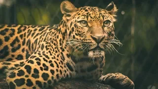 The Leopard Song - Learn about Leopards - Big cats Songs for kids