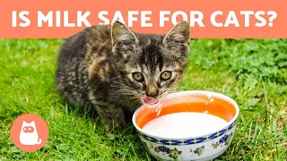 Is it OK for CATS to drink MILK? 🥛 Find out!