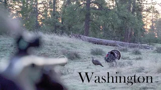 Spokane Washington Merriam's Turkey Hunt