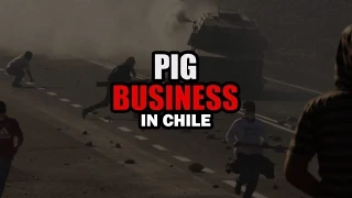 Pig Business en Chile (Latin-American Spanish)