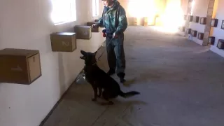 Detection Dog Training VITO K - 9 №37