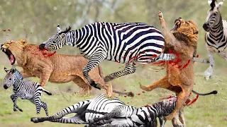Amazing! Mother Zebra Fights And Kicks Hungry Lion To Save Her Baby Escape From Their Hunting