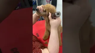 Grooming a Poodle Puppy Face