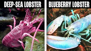 Rare Colored Lobsters You NEVER Knew Existed!